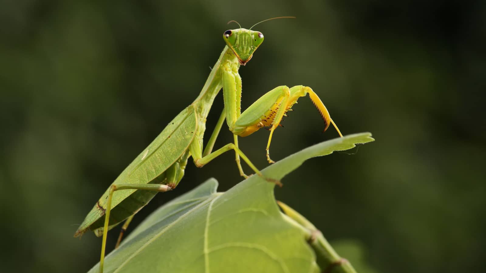 Mantis from family Sphondromantis (probably Spondromantis viridis) lurking on the green leaf.Sphodromantis viridis as a pet. Common names include African mantis, giant African mantis or bush mantis.