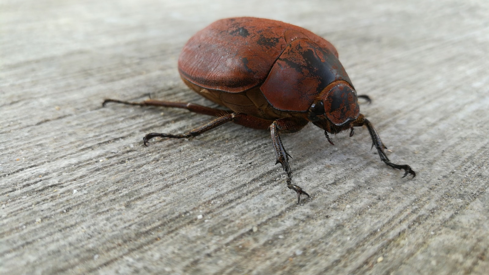  A close up image of brown June beetle.