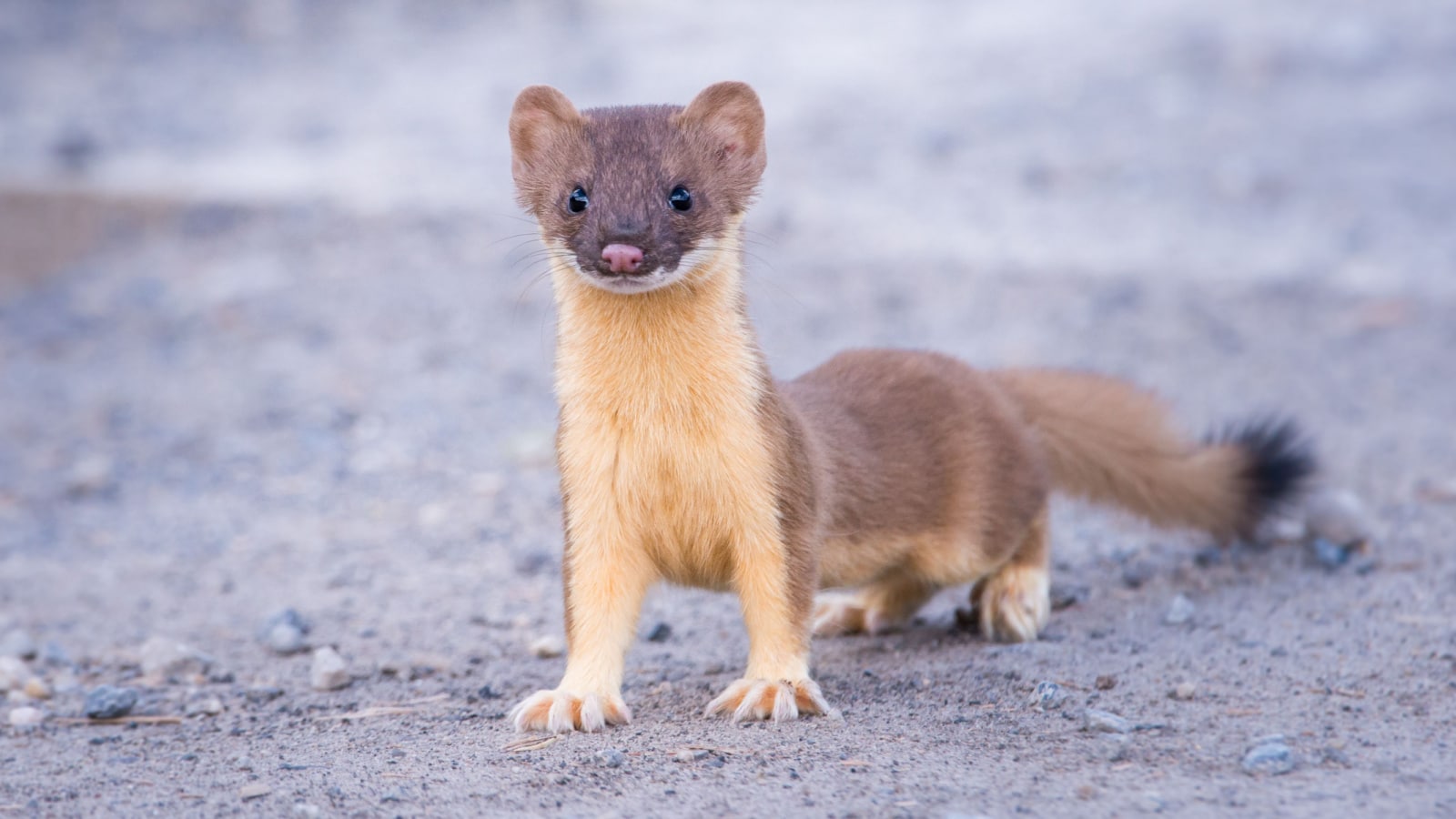 Weasel