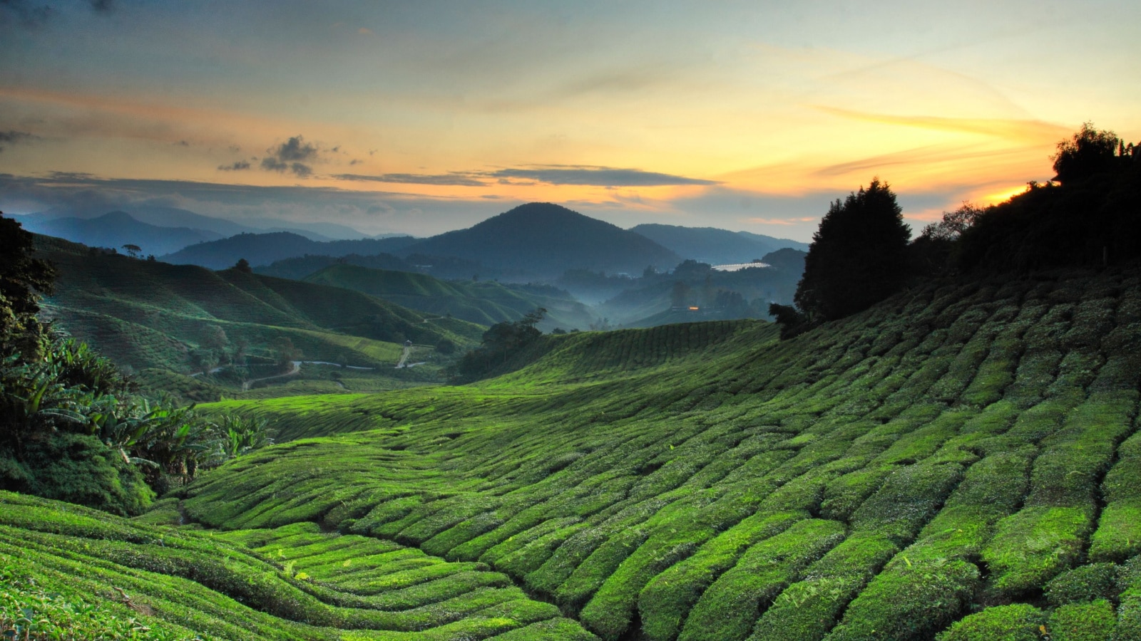 Tea plantation Cameron highlands, Malaysia