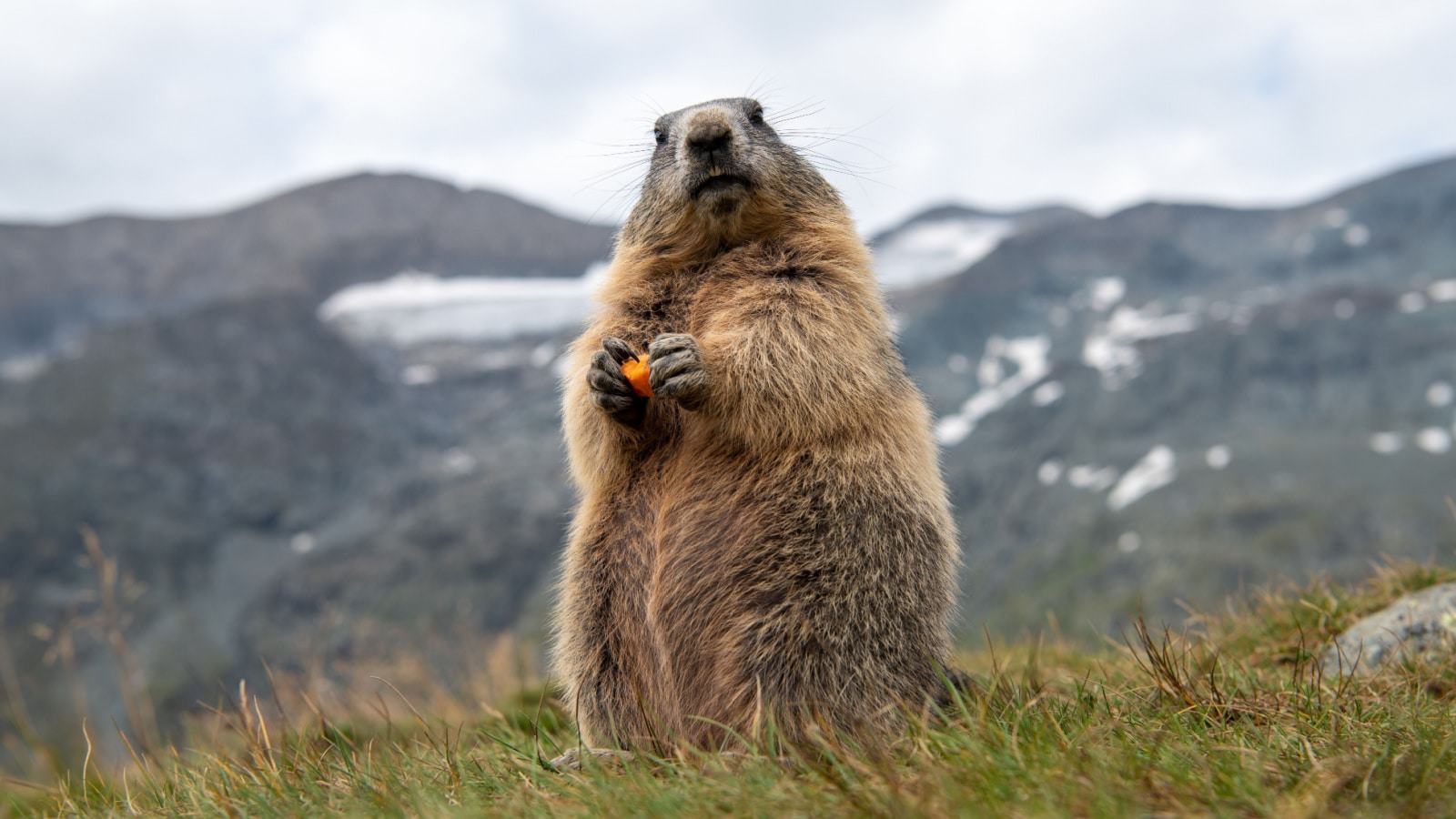 Marmot with carrot in the Alps