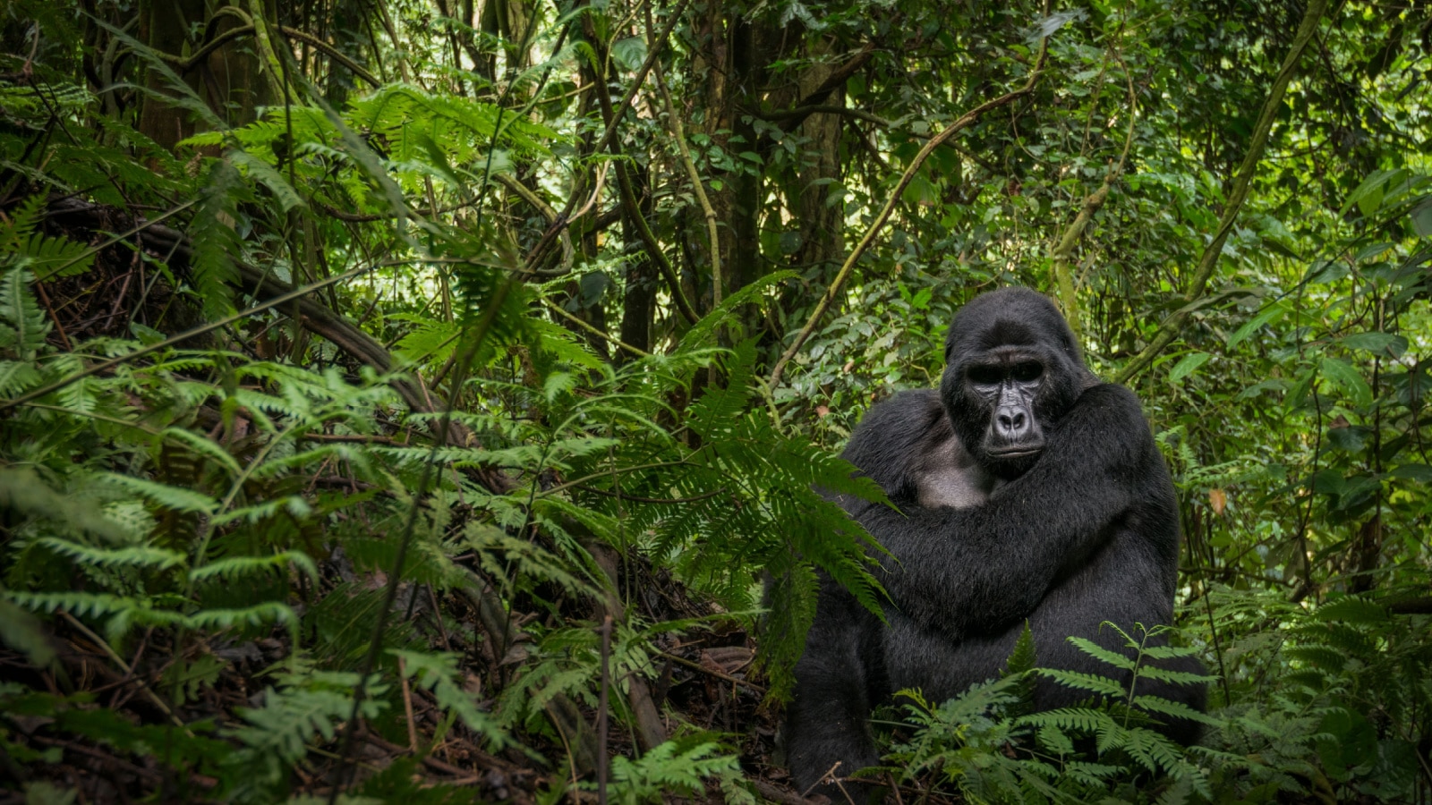 Mountain gorilla (Gorilla beringei beringei). Bwindi Impenetrable Forest. Uganda