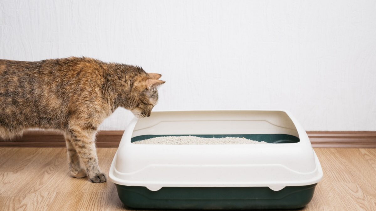 Domestic ginger cat looking at litter box. Hygiene for pets.