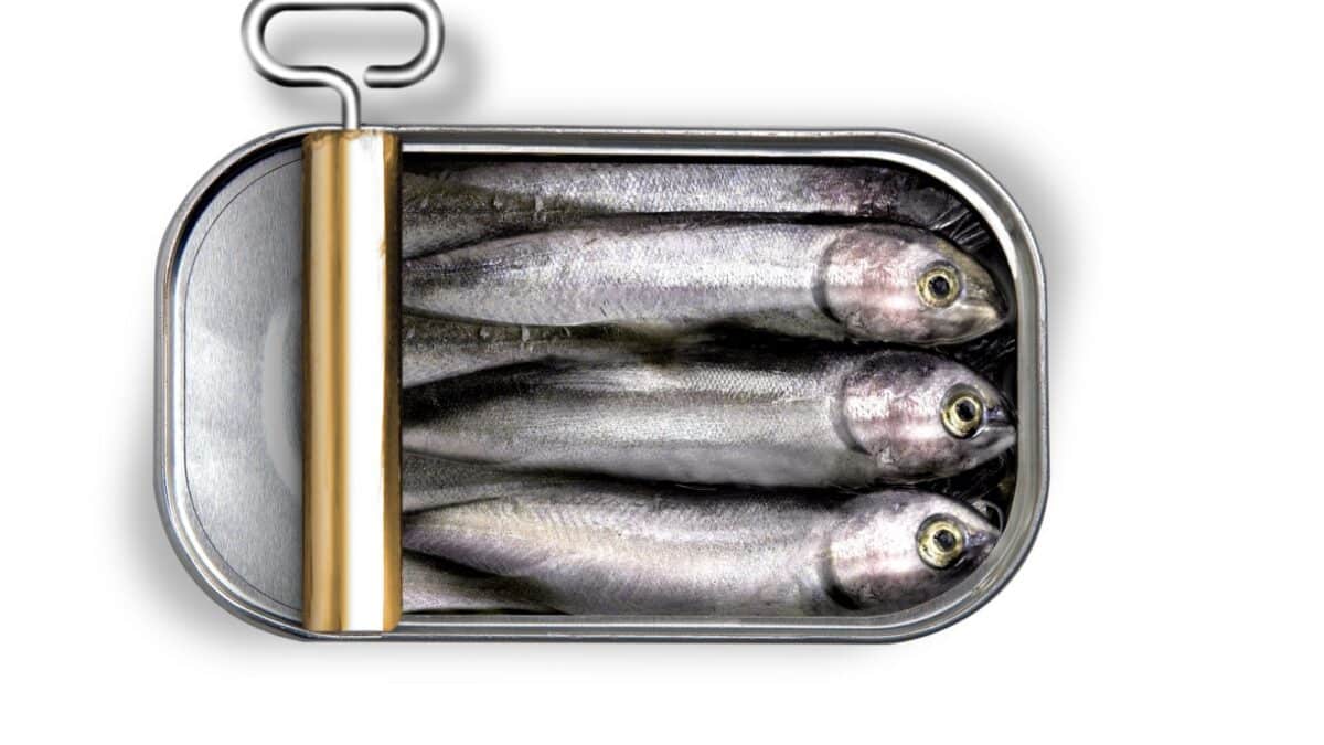 seafood Sardine fish CANNED FISH sea oil metal HEALTHY DIET FOOD PICNIC CONTAINER SEAFOOD SNACK BREAD SANDWICH PACKED OIL GROCERY