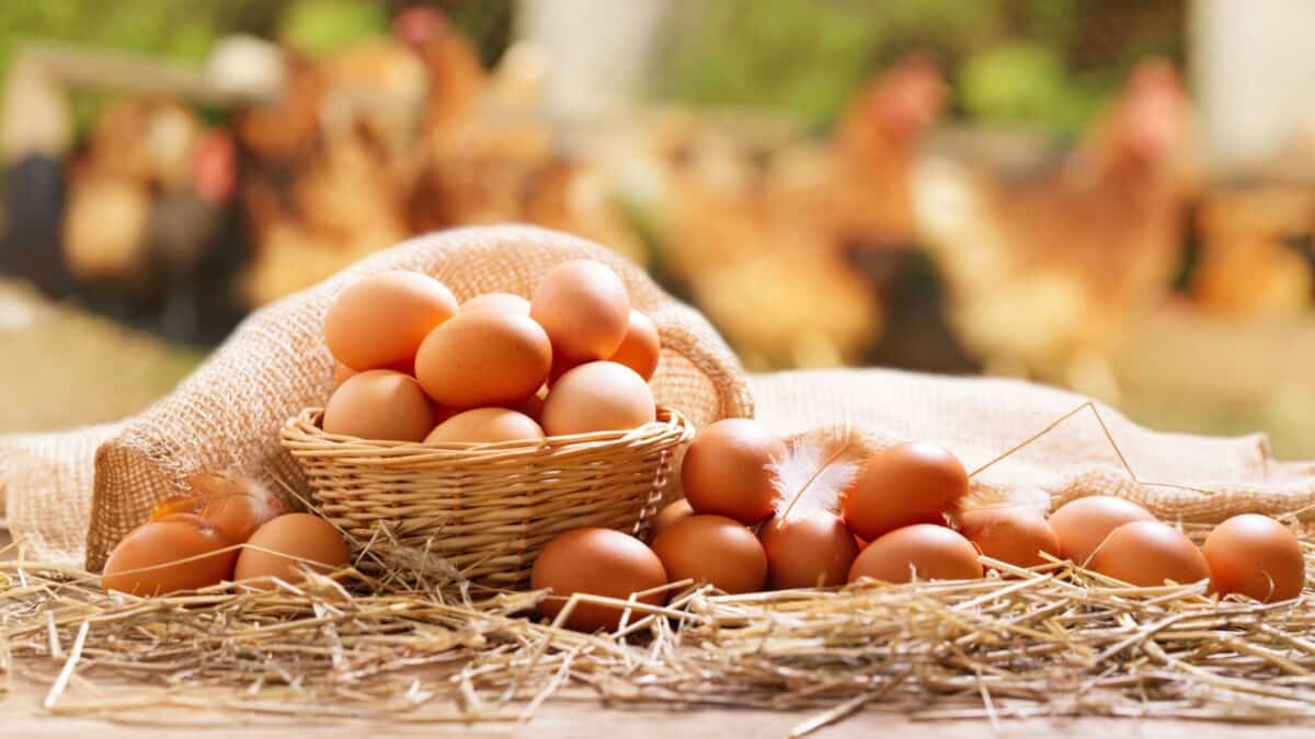 basket of chicken eggs on a wooden table over farm in the countryside