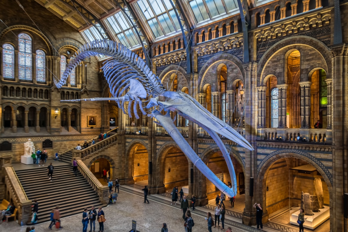 London, United Kingdom. Circa August 2017. Blue whale skeleton in the main hall of the Natural History Museum of London.