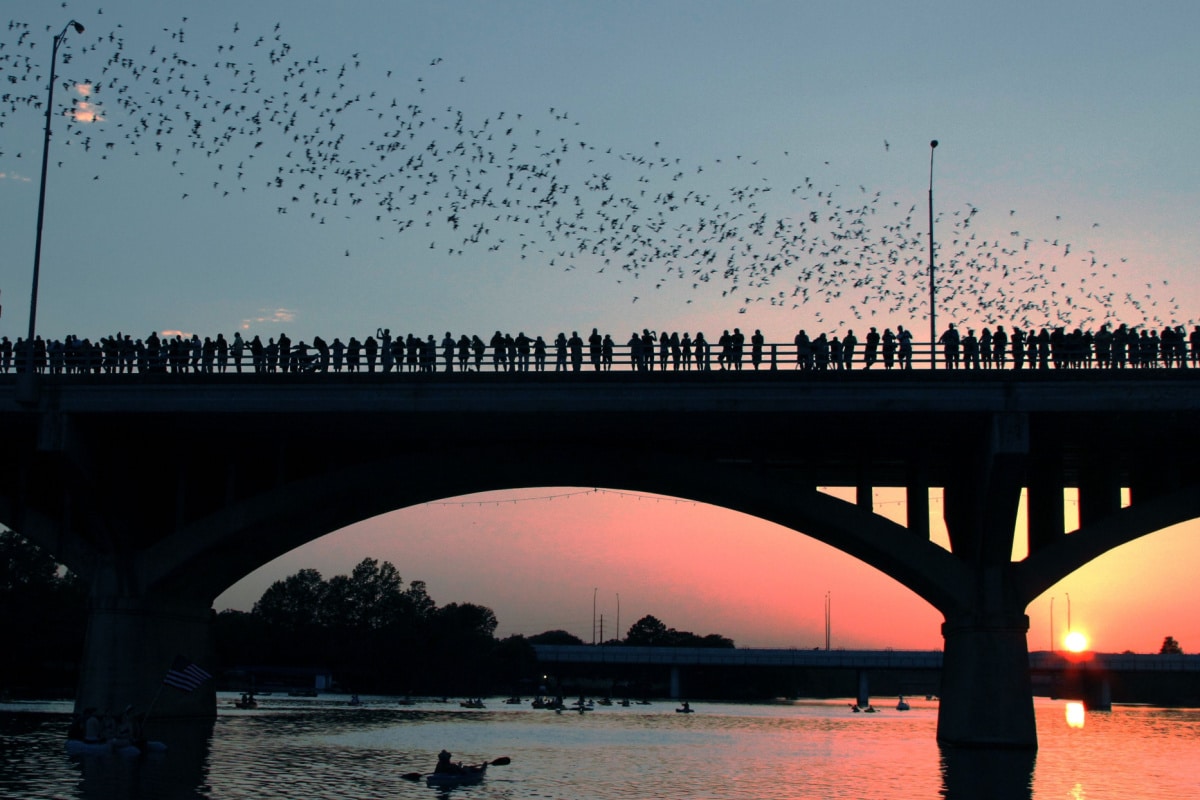 Congress Avenue Bridge bats in Austin during sunset.