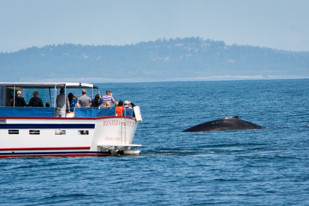 SAN JUAN ISLAND, WASHINGTON/U.S.A. - JULY 29, 2016: A photo of tourists on a whale-watching boat off the coast of San Juan island watching a humpback whale.