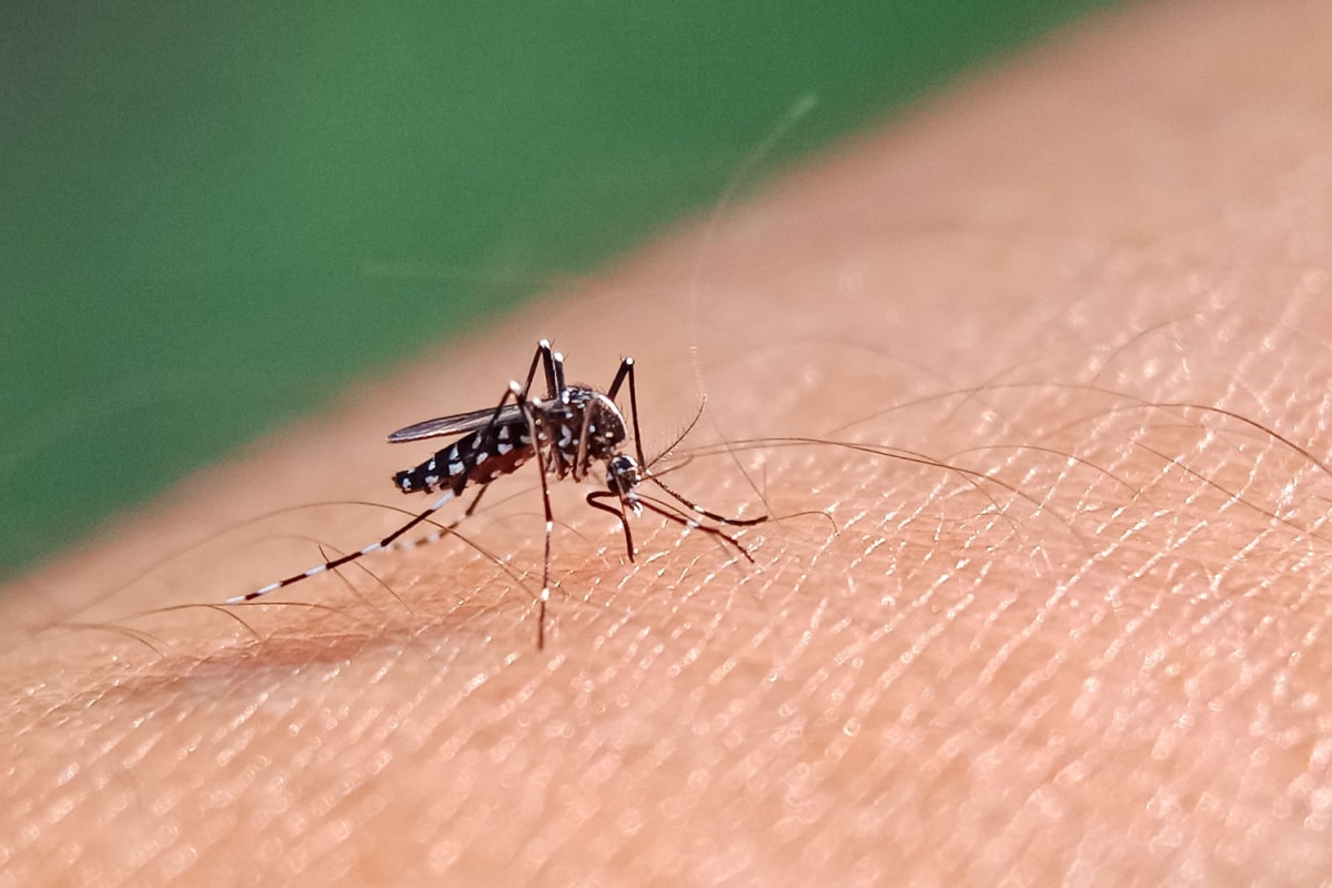 selective focus Aedes Mosquito sucking blood on skin with bokeh background