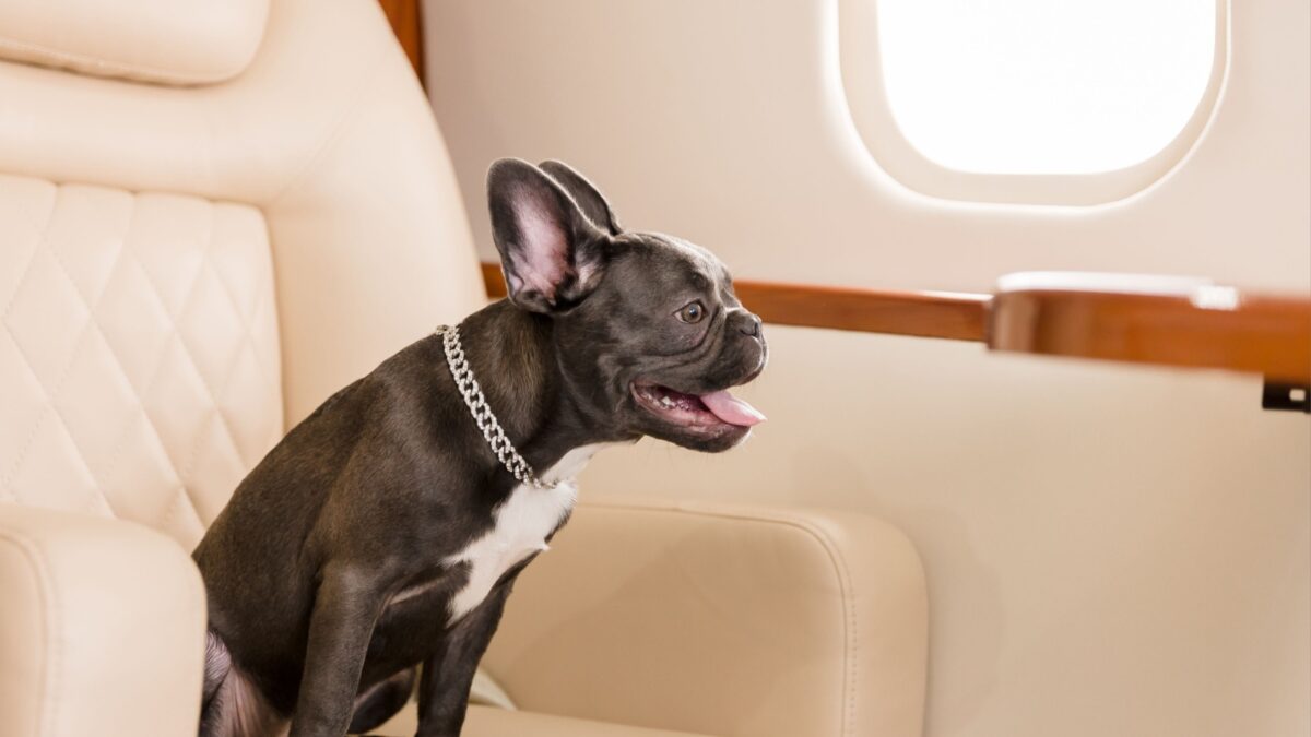 Dog at the plane. French bulldog on a board, selective focus. Dog transportation