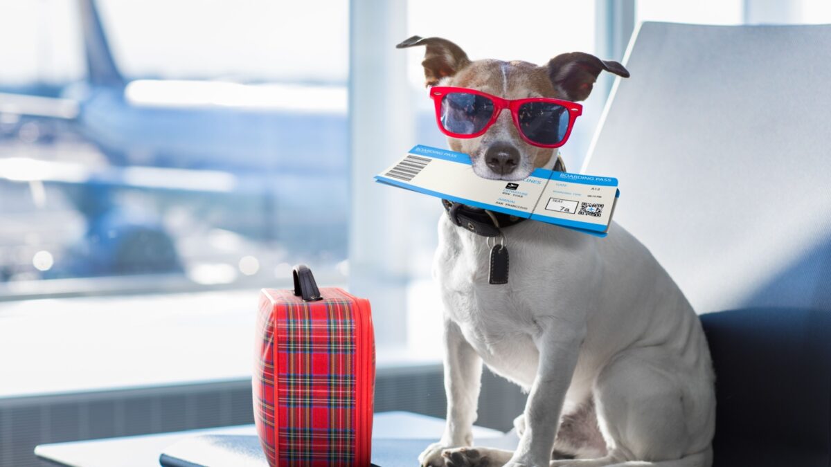 holiday vacation jack russell dog waiting in airport terminal ready to board the airplane or plane at the gate, luggage or bag to the side