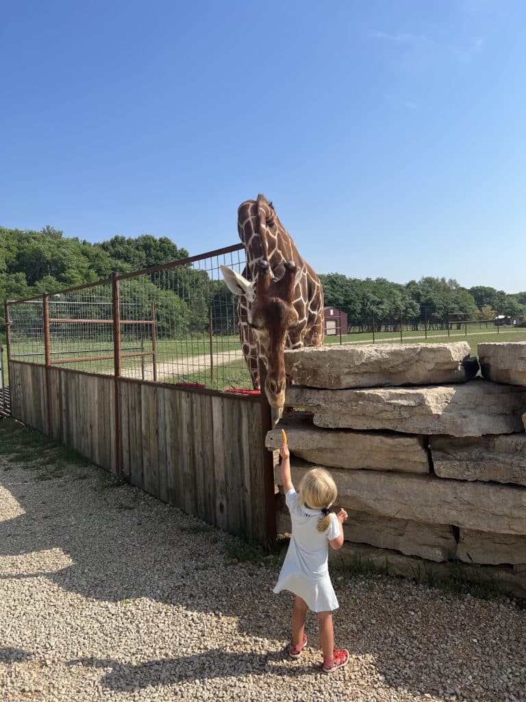 Claire feeding the giraffes