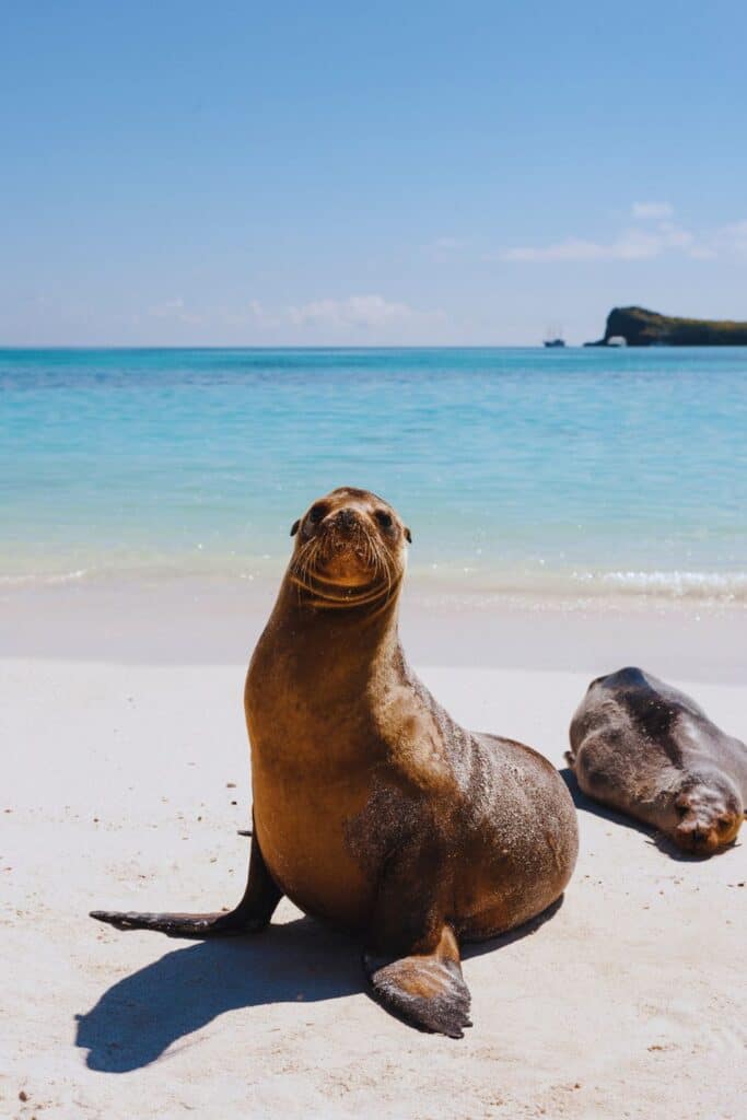 Sea lion in the Galapagos