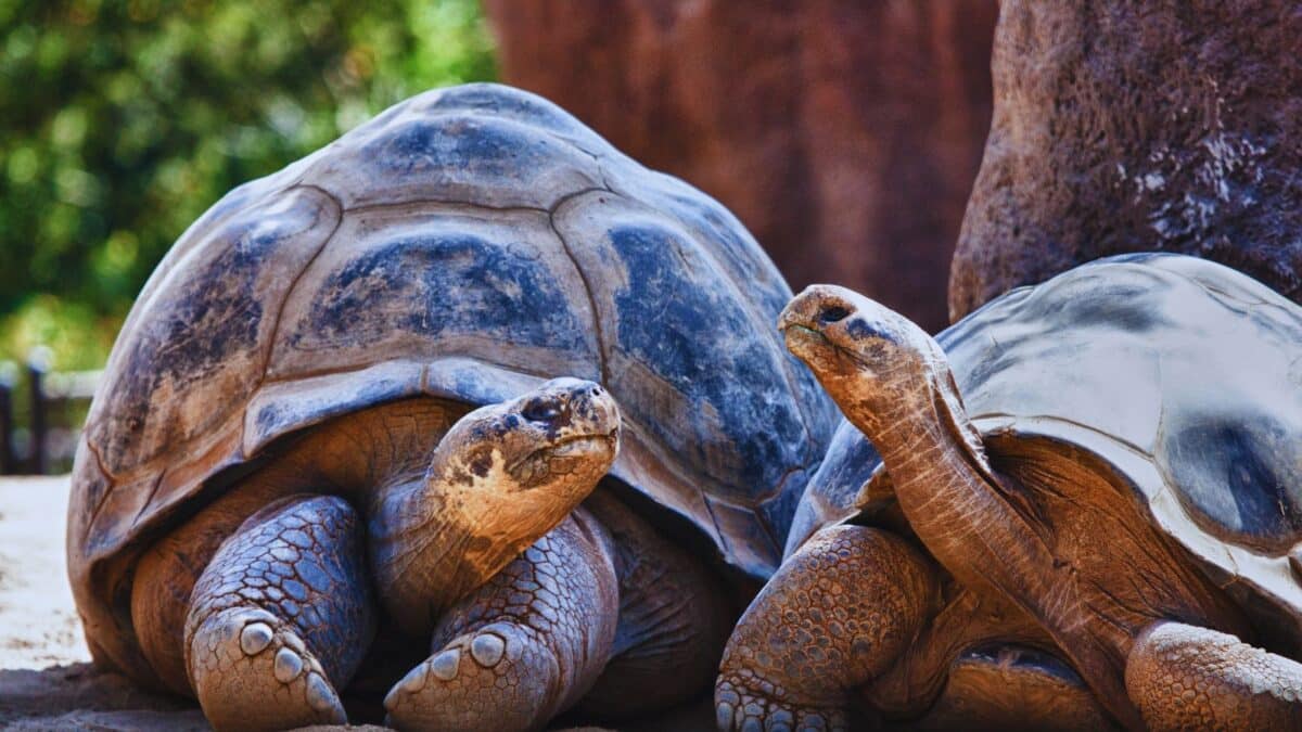 Tortoises in the Galapagos