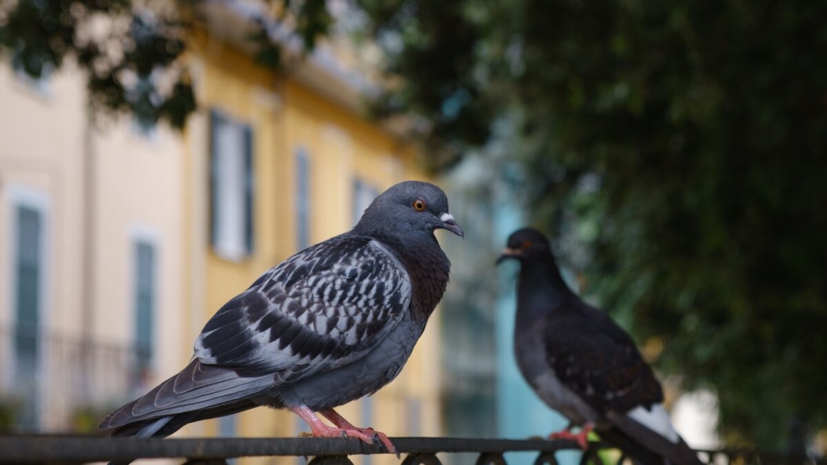 Two grey pigeons close-up, both are staring at the camera, the second subject, is blurred. Two pigeons sitting on a fence in an urban context. Houses visible in the background with bokeh.