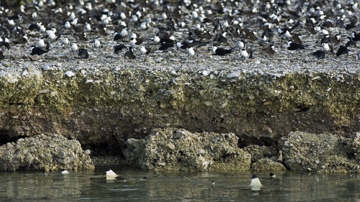 Sooty terns on nesting site and blacktip sharks waiting for careless chicks. Palmyra Atoll, USA.