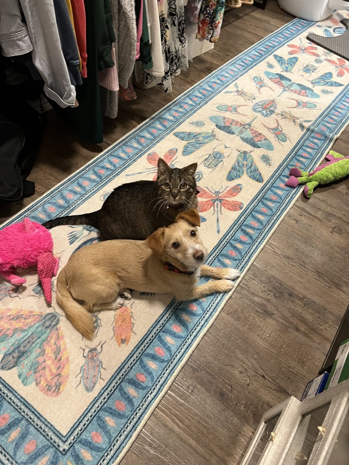 This Iris Apfel rug gets washed all the time, it's high traffic and by the cat litter.