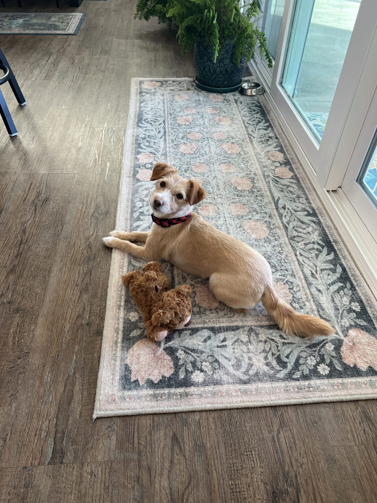 Pippa laying on a Ruggable rug with her stuffed teddy bear. a potted fern is in the background