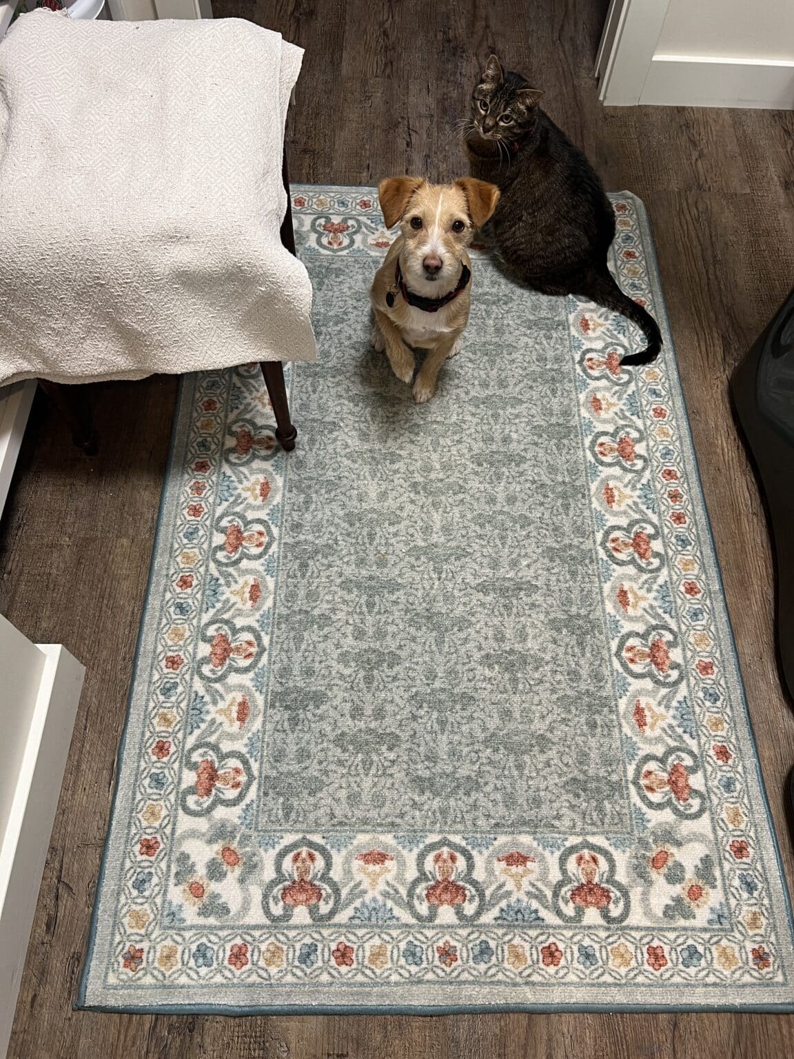 The Anna Sui rug from Ruggable with a small dog and cat sitting on it