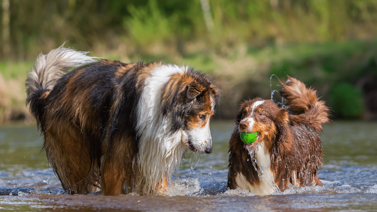 Dogs playing with ball in the river