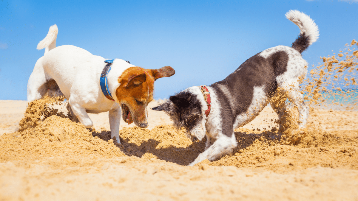 Dogs playing and digging sand on the beach