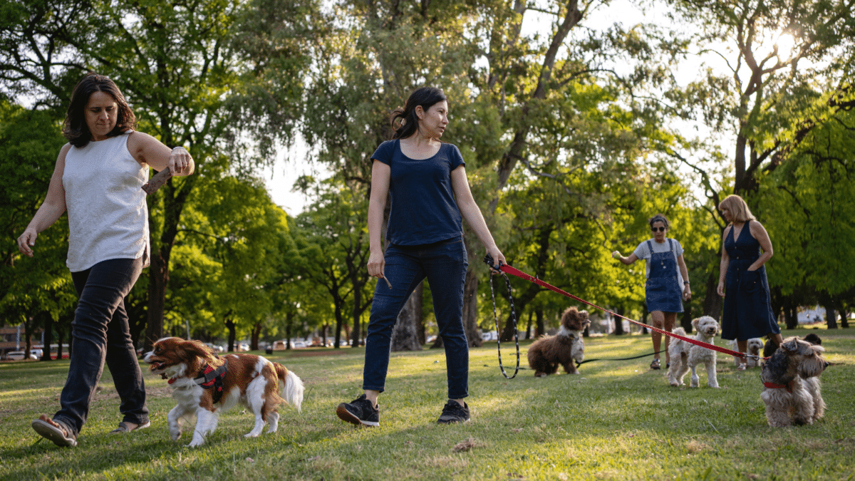 Owners with their dogs socializing at the park