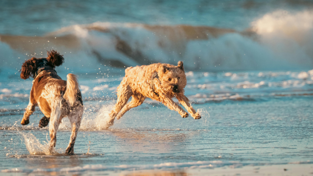 Dogs playing in the beach