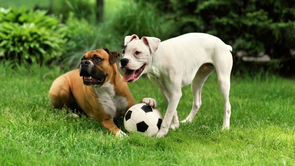 Dogs playing with soccer ball