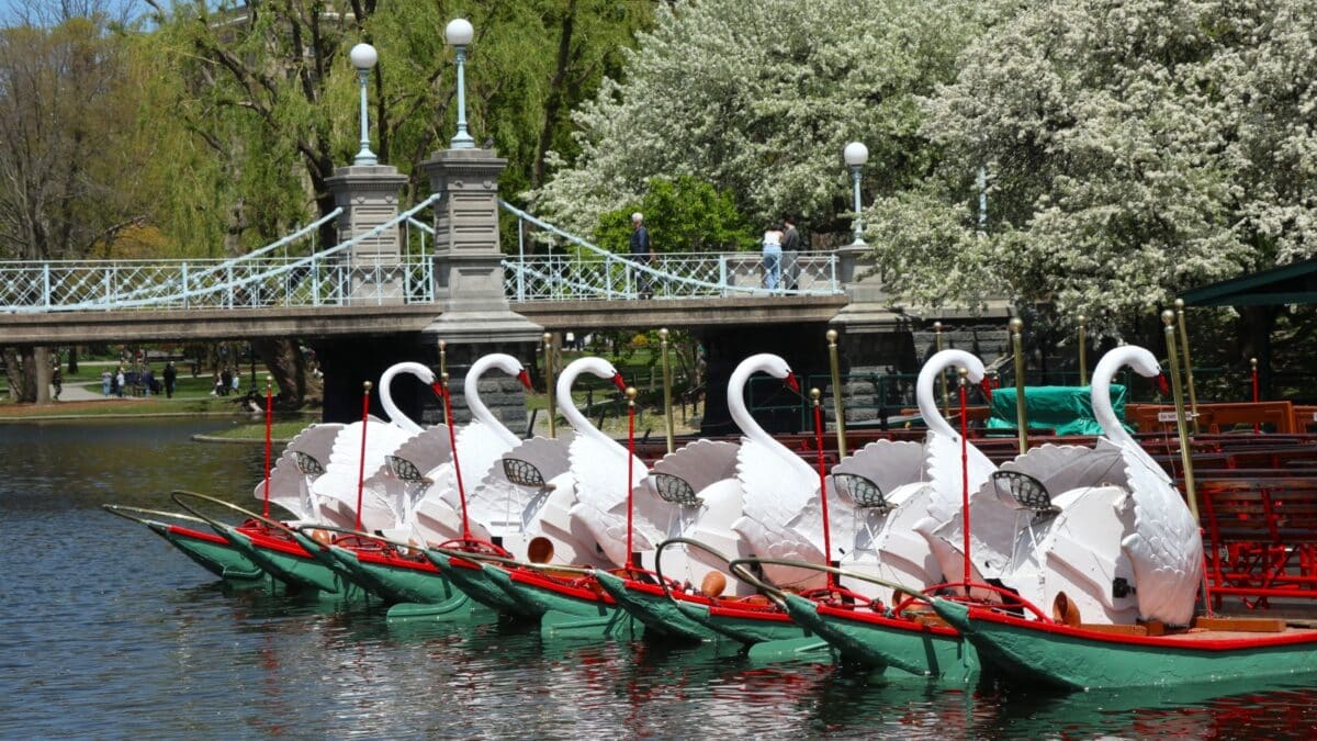 Boston, Massachusetts USA May 9, 2022: Beautiful Spring View of Swan Boats and Lagoon Bridge of Boston Public Garden.